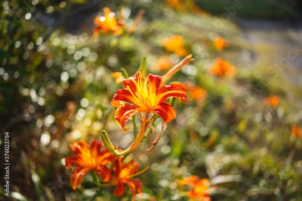 Obraz オレンジ色のきれいな花

