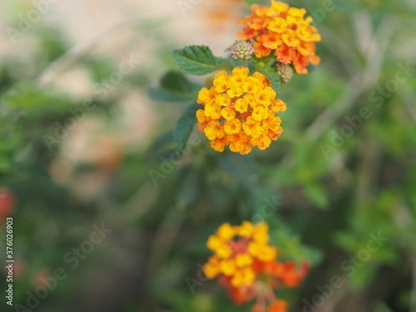 Fototapeta Yellow and orange color flower Lantana camara, Verbenaceae blooming in garden on blurred of nature background