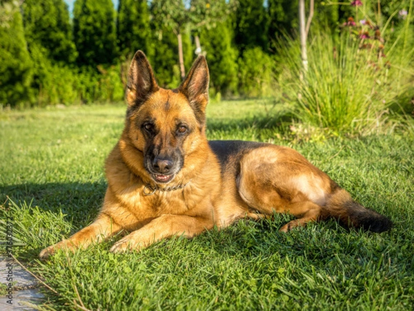Fototapeta Portret Owczarek niemiecki pozowanie na trawie