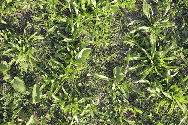 Obraz spontaneous green field texture