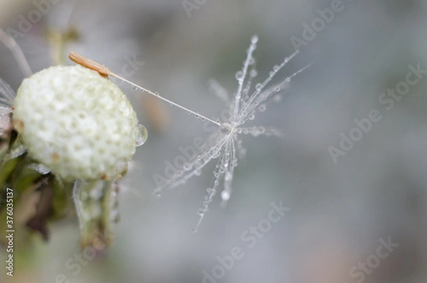 Fototapeta Kropla deszczu 2