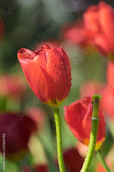 Fototapeta Tulips in full bloom in early spring