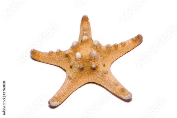 Fototapeta Starfish isolated on white