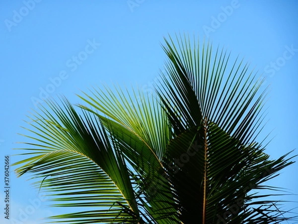 Obraz Coconut tree as object in blue sky background wallpaper