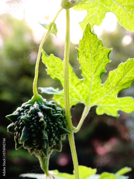 Obraz Bitter Gourd with a leaf good for health