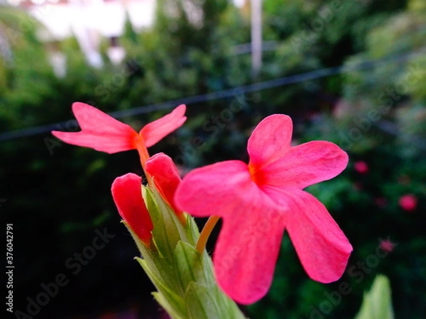 Obraz Pink colored beautiful flowers with background
