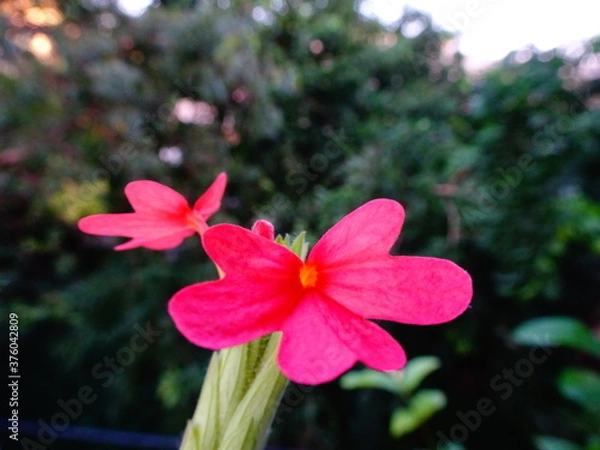 Obraz Pink colored beautiful flowers with background