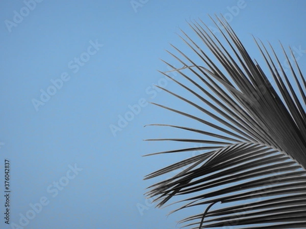 Obraz Coconut tree as object in blue sky background wallpaper