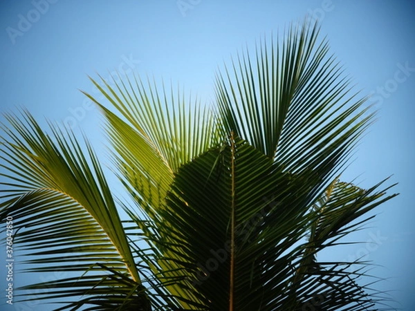 Obraz Coconut tree as object in blue sky background wallpaper