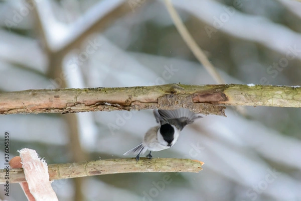 Fototapeta Forest birds live near the feeders in winter