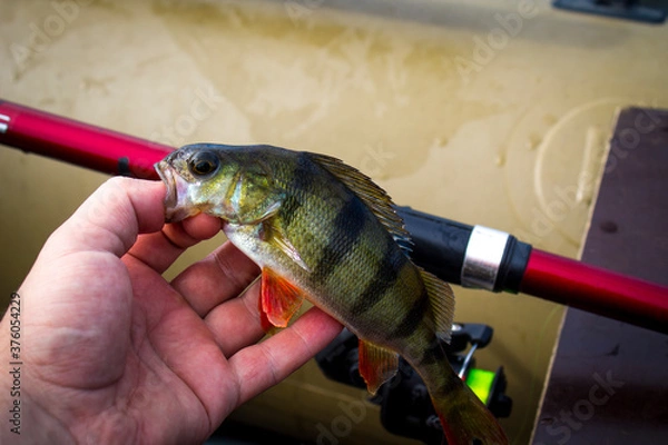 Fototapeta Fresh perch in the hand of fisherman,catched on the hook