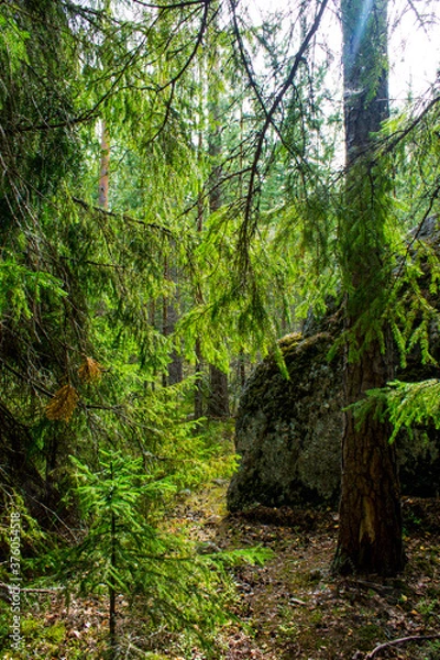 Fototapeta Summer pine forest in the Russia
