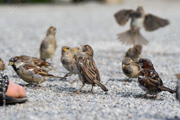 Obraz Spatzen