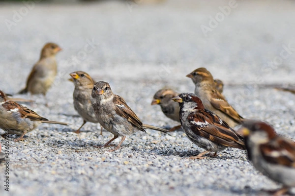 Obraz Spatzen