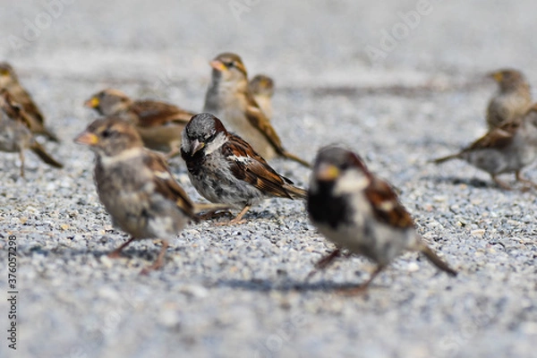 Obraz Spatzen
