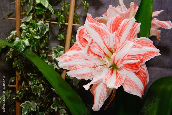 Obraz Hippeastrum Dancing Queen, home flowers, ivy, wooden stand for a climbing flower, flowers on a dark fabric background