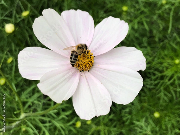 Obraz bee on a pink flower