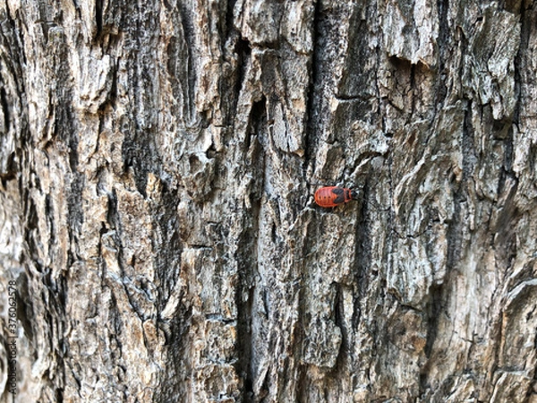 Obraz tree bark with red currant