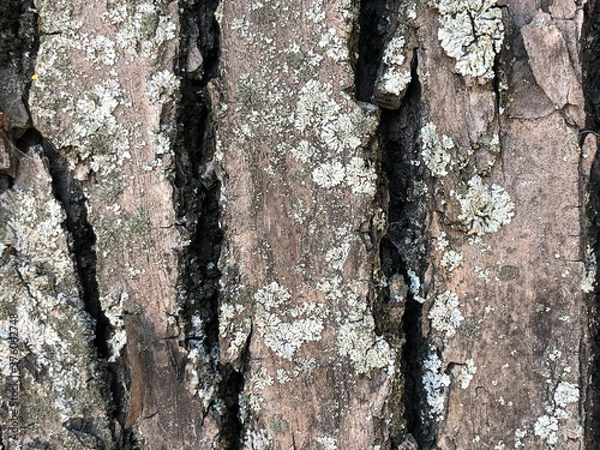 Obraz tree bark texture