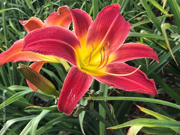 Obraz pink lily flower