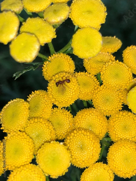 Obraz yellow chrysanthemum flowers