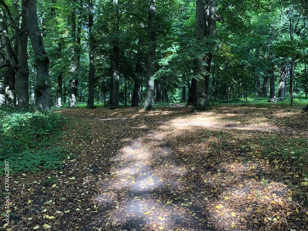 Obraz path in the woods