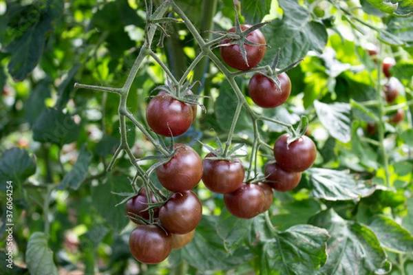 Fototapeta A bunch of brown black tomatoes in a greenhouse