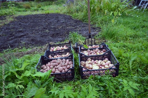 Obraz potato in a basket