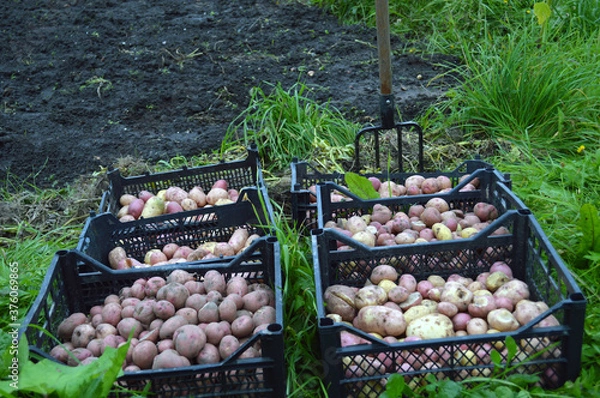 Obraz potato in a basket