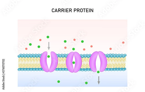 Obraz Active transport vector illustration. Substance movement  against concentration gradient