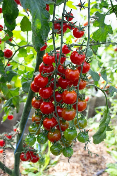 Fototapeta Many small red green ripe and unripe tomatoes on a bunch in a greenhouse