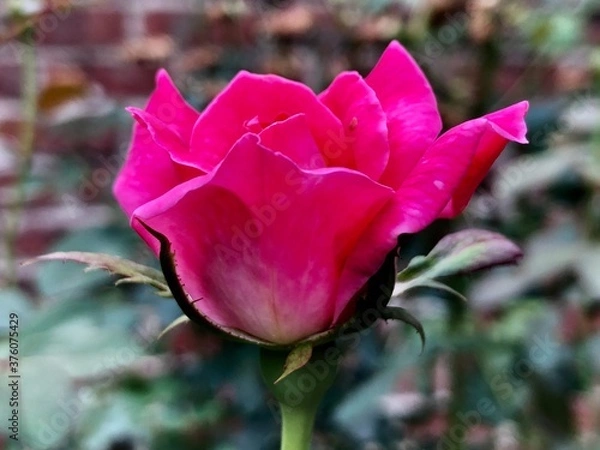 Obraz Rose 1