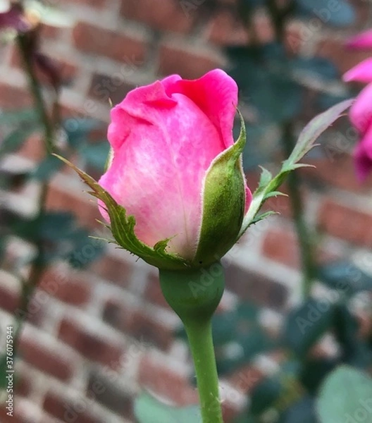 Obraz Rose Hydrangea 1