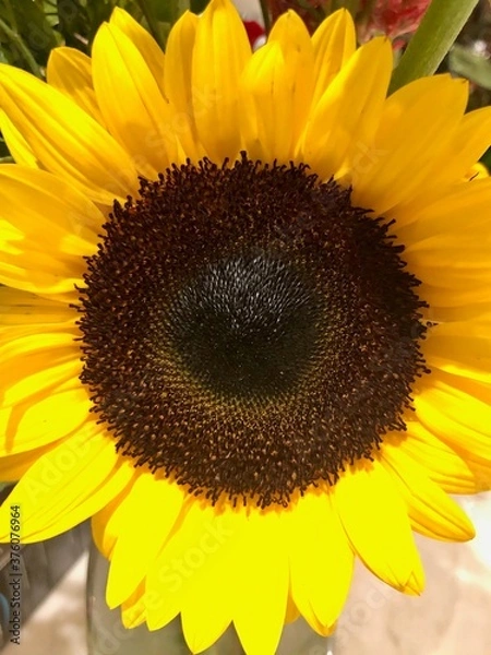 Obraz Sunflower 1
