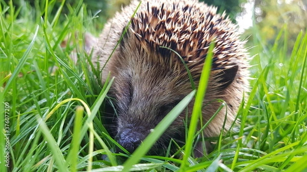 Obraz hedgehog in the grass