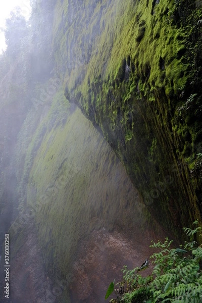 Fototapeta canyon in the forest