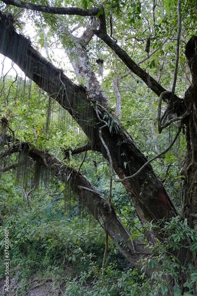 Fototapeta tree trunk in the forest