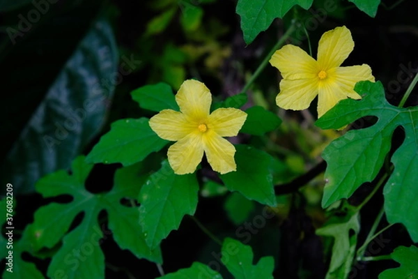 Fototapeta yellow flower