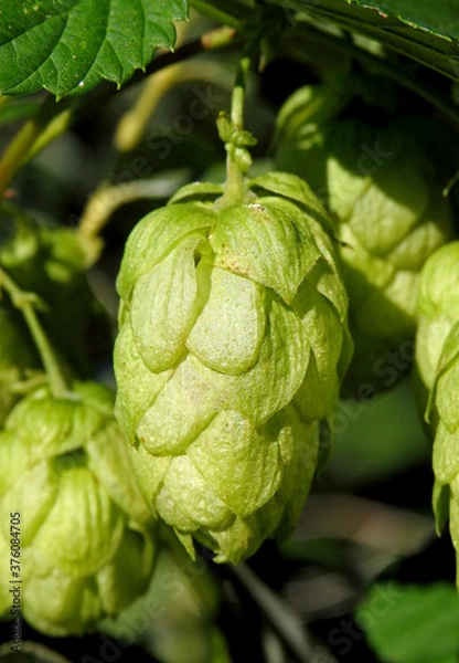 Fototapeta infructescence called cones plants called common hops, commonly growing on wastelands and as decorative sprigs in the city of Białystok in Podlasie in Poland