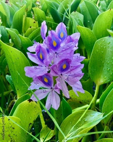 Obraz Water Hyacinth 1