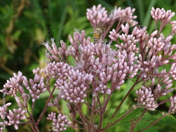 Obraz pink flowers with bee
