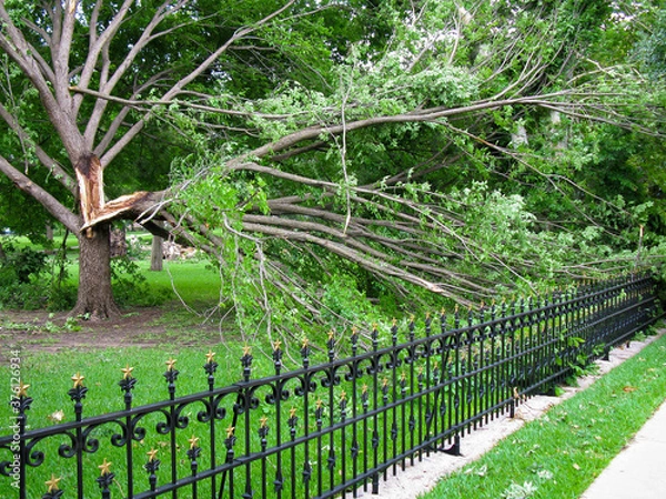 Fototapeta a large broken limb down from the aftermath of strong winds