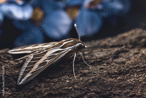 Obraz Night moth on tree bark