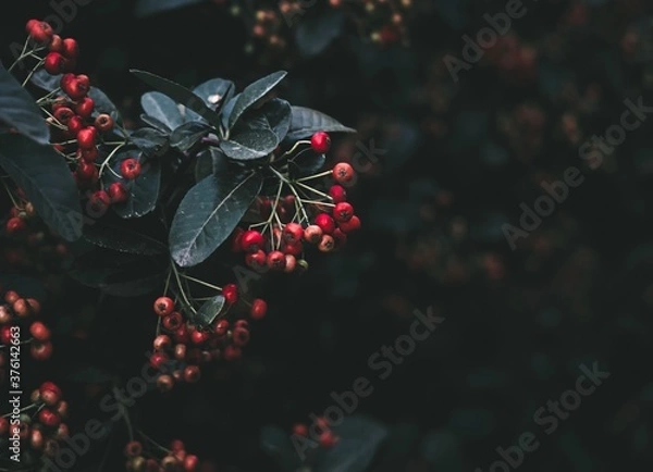 Obraz Bush with red berries