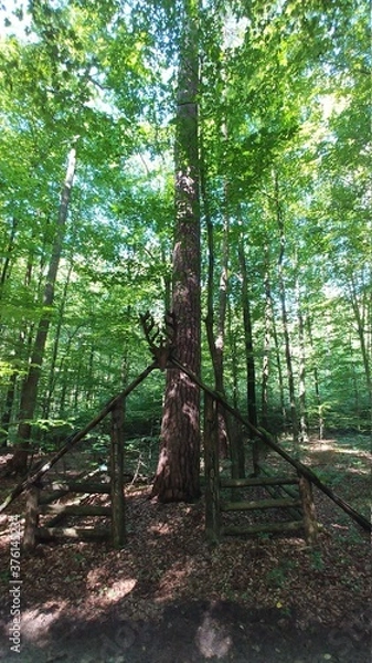Obraz path in the forest