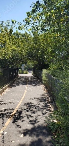 Obraz road in the forest