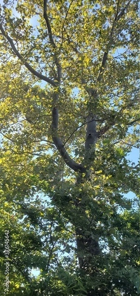 Obraz tree in the forest