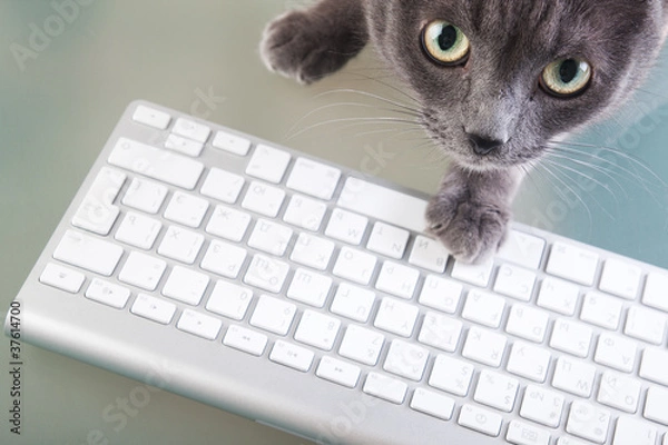Obraz Cat typing on a keyboard