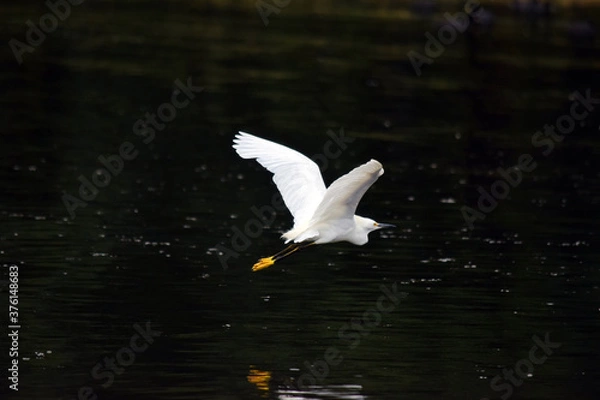 Fototapeta seagull on the water