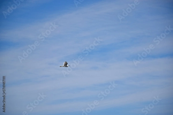 Obraz seagull on blue sky